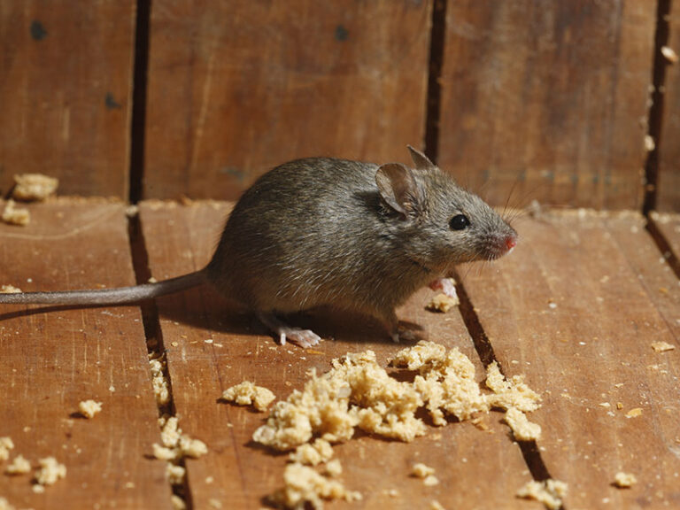 Rodent Control Sydney