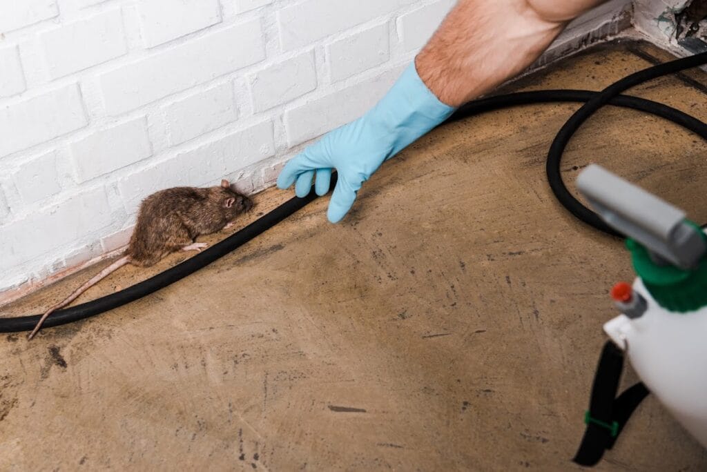 Rodent Control Sydney