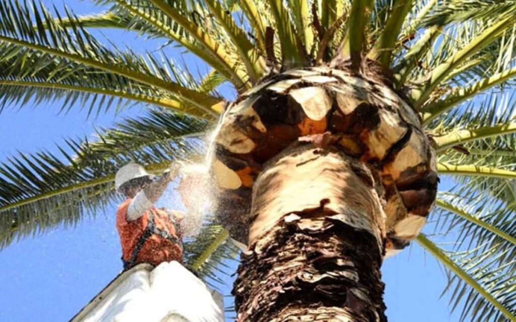 palm tree removal