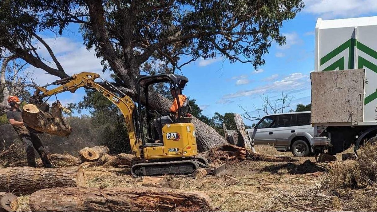 tree removal cost