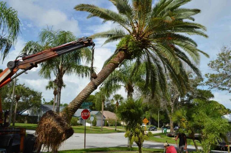 palm tree removal