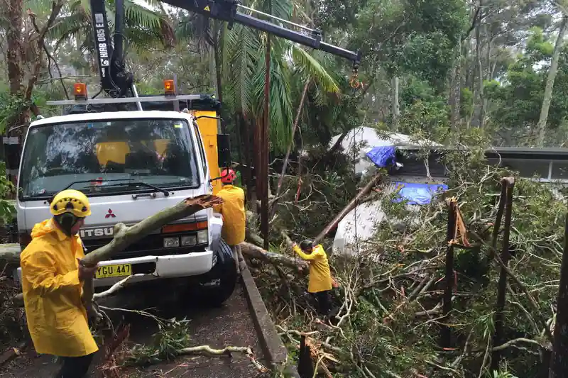 tree removal cost